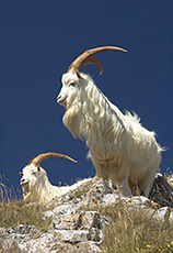 Кашемировая коза